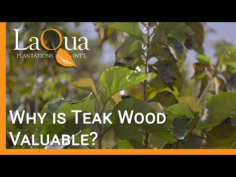Why is Teak Wood Valuable? - LaQua Plantations