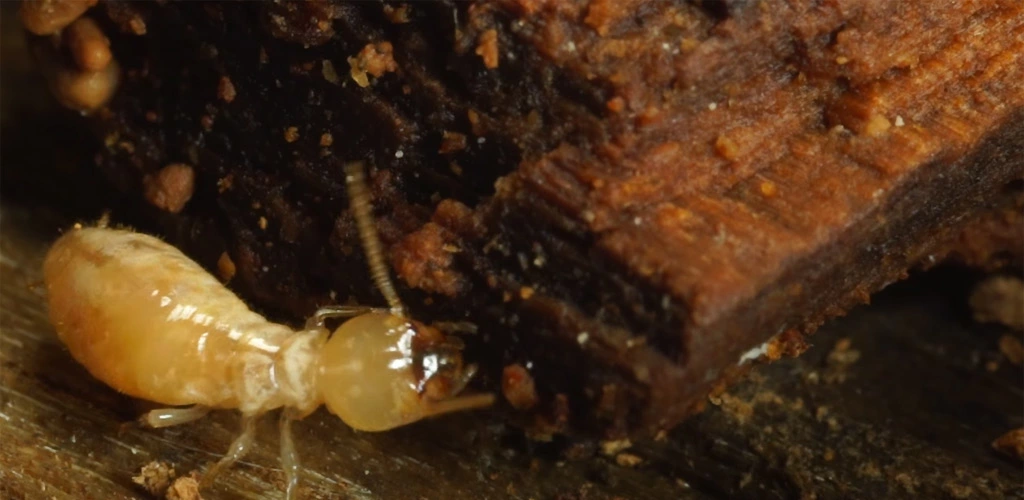 How to get rid of termites in used furniture